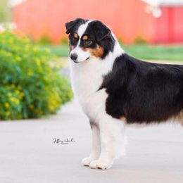 Australian Shepherds from Cobbercrest Australian Shepherds