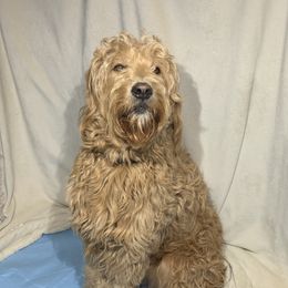 Collie - Goldendoodle