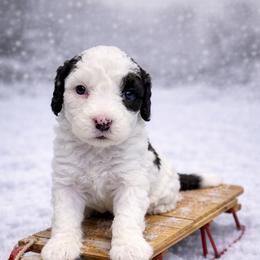 Mint green - Black and white female Sheepadoodle puppy in Inman, South Carolina from Mossy Doodles LLC