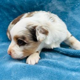 Red Merle 2 - Red merle male Miniature Australian Shepherd puppy in Randleman, North Carolina from Deep River Aussies and Dachshunds