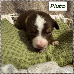 Pluto - Red tri male Toy Australian Shepherd puppy in Menan, Idaho from Teton Toy Aussies