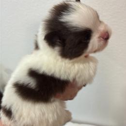 Calliope - Chocolate parti female Pomeranian puppy in Palatka, Florida from Sugarland Pomeranians