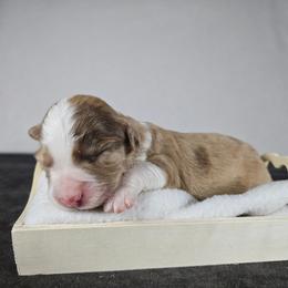 Survivor - Brown merle male Aussiedoodle puppy in Doerun, Georgia from Twig & Tail Puppies