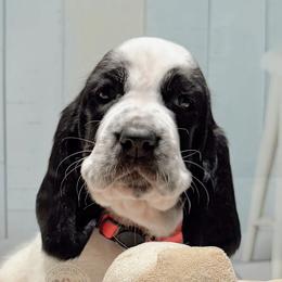 Poppy - Black and white female Basset Hound puppy in Hodges, South Carolina from Blooming Basset