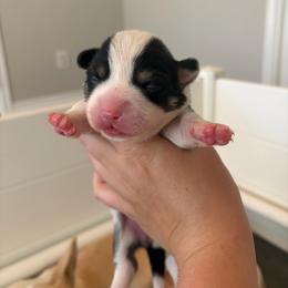 6 - Black and white female American Corgi puppy in Boyd, Texas from Barker's Corgis