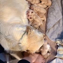 Boy 2 - Golden male Golden Retriever puppy in Great Falls, Montana from VS Golden Fields