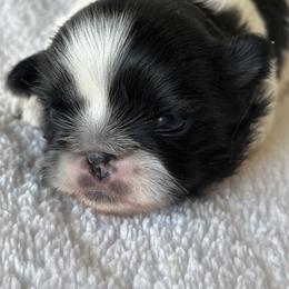 Boy 1 - Black gold and white male Shih Tzu puppy in Claremont, California from Lovable Shih Tzus
