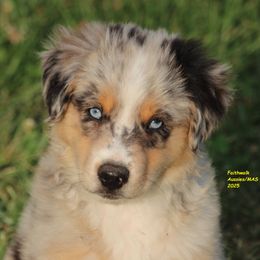 Fives - Black tri male Miniature American Shepherd puppy in Hillsdale, Michigan from Faithwalk Aussies and Mini American Shepherds