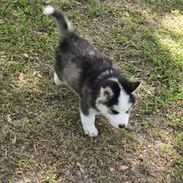 Charlie - Black and white male Siberian Husky puppy in Lakeland, Florida from Husky Breeder of Central Florida