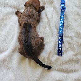 Rhodesian Ridgeback Puppies from Monarch Rhodesian Ridgebacks