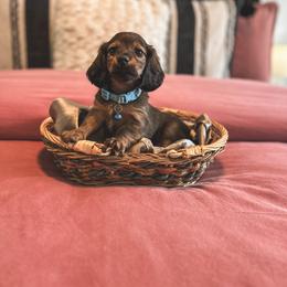 Dachshund Puppies from Itty Bitty Dachshunds