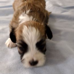 Paul - Red sable male Havanese puppy in Cleveland, Texas from 7th Heaven Havanese of Texas