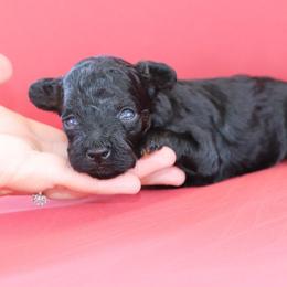 Betsy - Phantom female Poodle puppy in Goliad, Texas from Sassy Lil Aussies and Diamond W Poodles