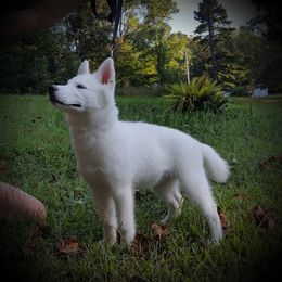 Siberian Husky Puppies from Little Handsome Siberians