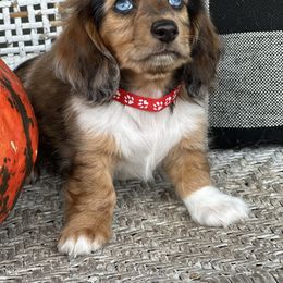 Comet - Dapple male Dachshund puppy in Paw Paw, Michigan from Mulberry Meadow Farms