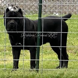 Titus - Cane Corso
