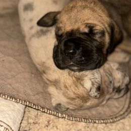 Ian- blue collar - Fawn male Great Dane puppy in Gainesville, Georgia from DeBruce Danes