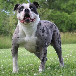 Miracle - Alapaha Blue Blood Bulldog