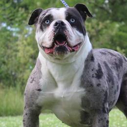 Miracle - Alapaha Blue Blood Bulldog