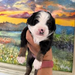 Betsy - Black tri female Miniature Australian Shepherd puppy in Goldsboro, North Carolina from Maple Ridge Farm