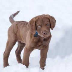 Chesapeake Bay Retriever Puppies from Twin Oak's Chesapeakes