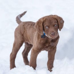 Chesapeake Bay Retriever Puppies from Twin Oak's Chesapeakes