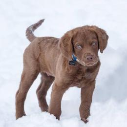 Chesapeake Bay Retriever Puppies from Twin Oak's Chesapeakes