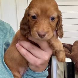 Selena - Red female Dachshund puppy in Southwest Ranches, Florida from Breezy Florida Dachshunds