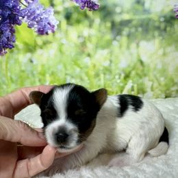 Todd 3500 - Black tan and white male Biewer Terrier puppy in Nicholls, Georgia from Southeast Biewers