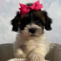 Dove - Red sable female Havanese puppy in Clermont, Florida from Country Sweet Havanese and Creative Coaching
