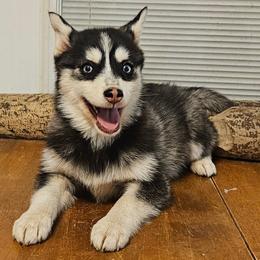 Marmot - Black and white female Pomsky puppy in Stover, Missouri from Lx2 County Line Pomskies