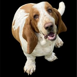 Droopy - Basset Hound