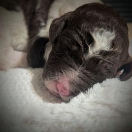 Noli - Brown and white female Sheepadoodle puppy in Berwick, Pennsylvania from Wright’s Wiggle Butts