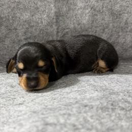 Chai - Black and tan male Dachshund puppy in Live Oak, Florida from Johnson’s Weiner Farm