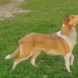 Azawakh, Collie, and Standard Schnauzer All Grown Up from Kokomo Kennels