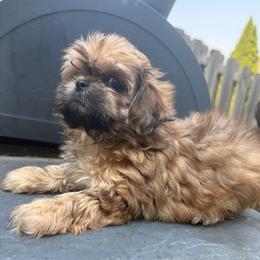 Toby - Red male Shih Tzu puppy in Covington, Georgia from Top Hats 2  Shih Tzu’s