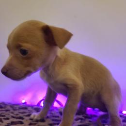 Leah - Fawn female Chihuahua puppy in Mesa, Arizona from Sun Valley Chihuahuas & Malinois