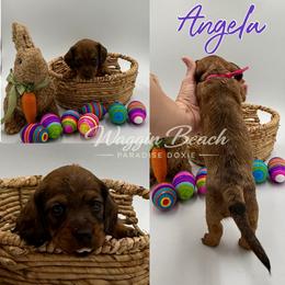 Angela - Red female Dachshund puppy in Sulphur Springs, Texas from Waggin Beach Paradise Doxies