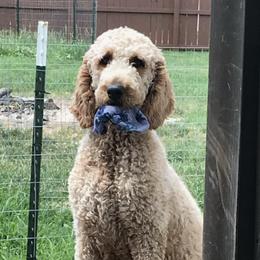 French Bulldogs and Goldendoodles from Fur Baby Farms