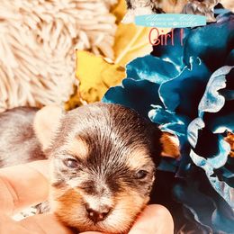 Yorkshire Terrier Puppies from Charm City Yorkie Boutique