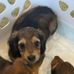 Boone - Cream male Dachshund puppy in Ecru, Mississippi from Toddy Kennels