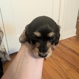 Boy 1 - Black and cream male Dachshund puppy in Wortham, Texas from Amber's Mini Weenies