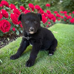 Harmony - Black tri-color female Australian Shepherd puppy in Statesville, North Carolina from Charming Australian Shepherds