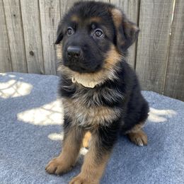 AKC White Boy - Black and red German Shepherd puppy in Bakersfield, California from Aguirre Farm