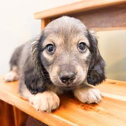 Pecan 3500 - Cream male Dachshund puppy in Sylvania, Alabama from Yancey’s Doxies