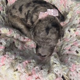 Goldendoodle Puppies from 3Dawn Doods