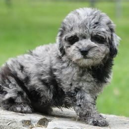 Basil - Merle female Maltipoo puppy in Lebanon, Kentucky from Mosaic Merle Doodles