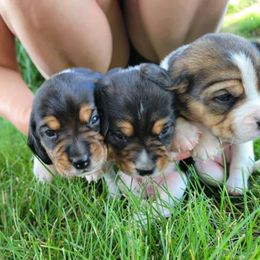 Beagle and German Shepherd Puppies from Nebraska K9's