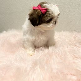 Shih Tzu Puppies from NC Stellar Puppies