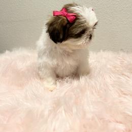 Shih Tzu Puppies from NC Stellar Puppies